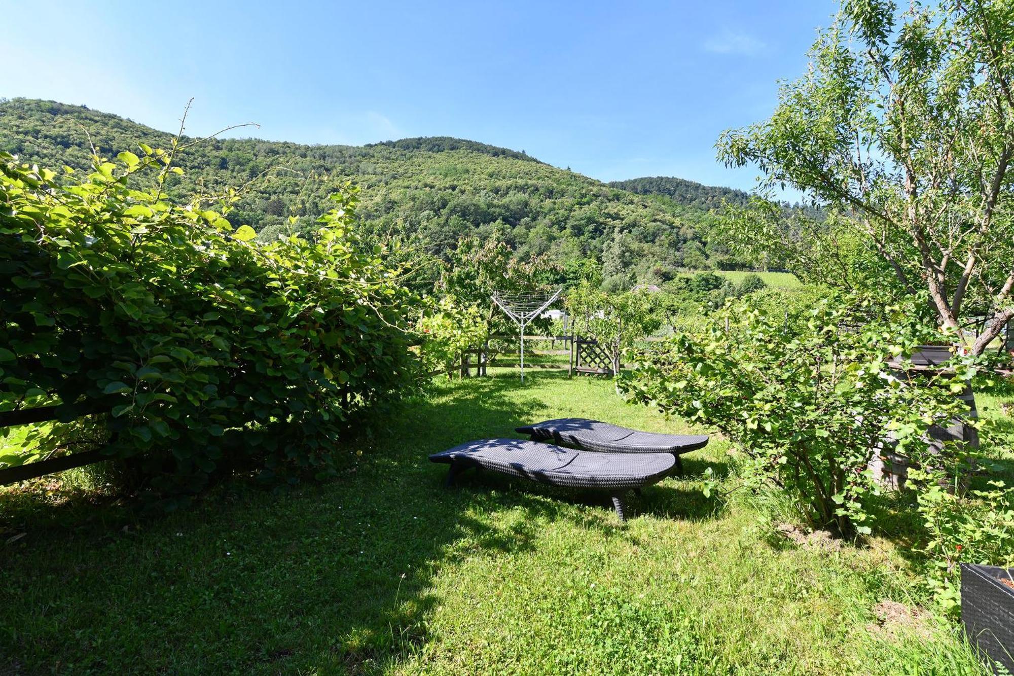 Pâquerettes Avec Jardin Hébergement de vacances Kaysersberg-Vignoble